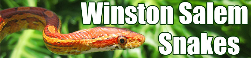 Winston Salem snake